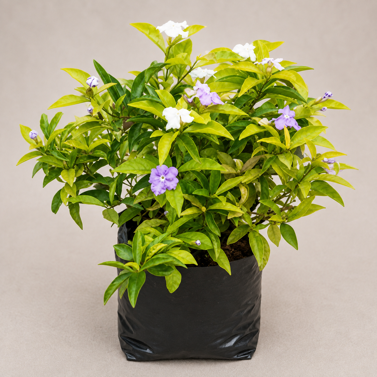 Plants