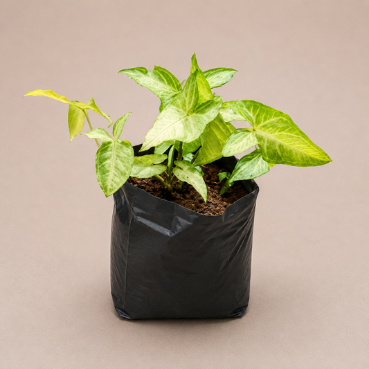 Arrowhead Plant