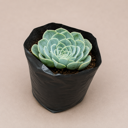 Blue Rose Echeveria