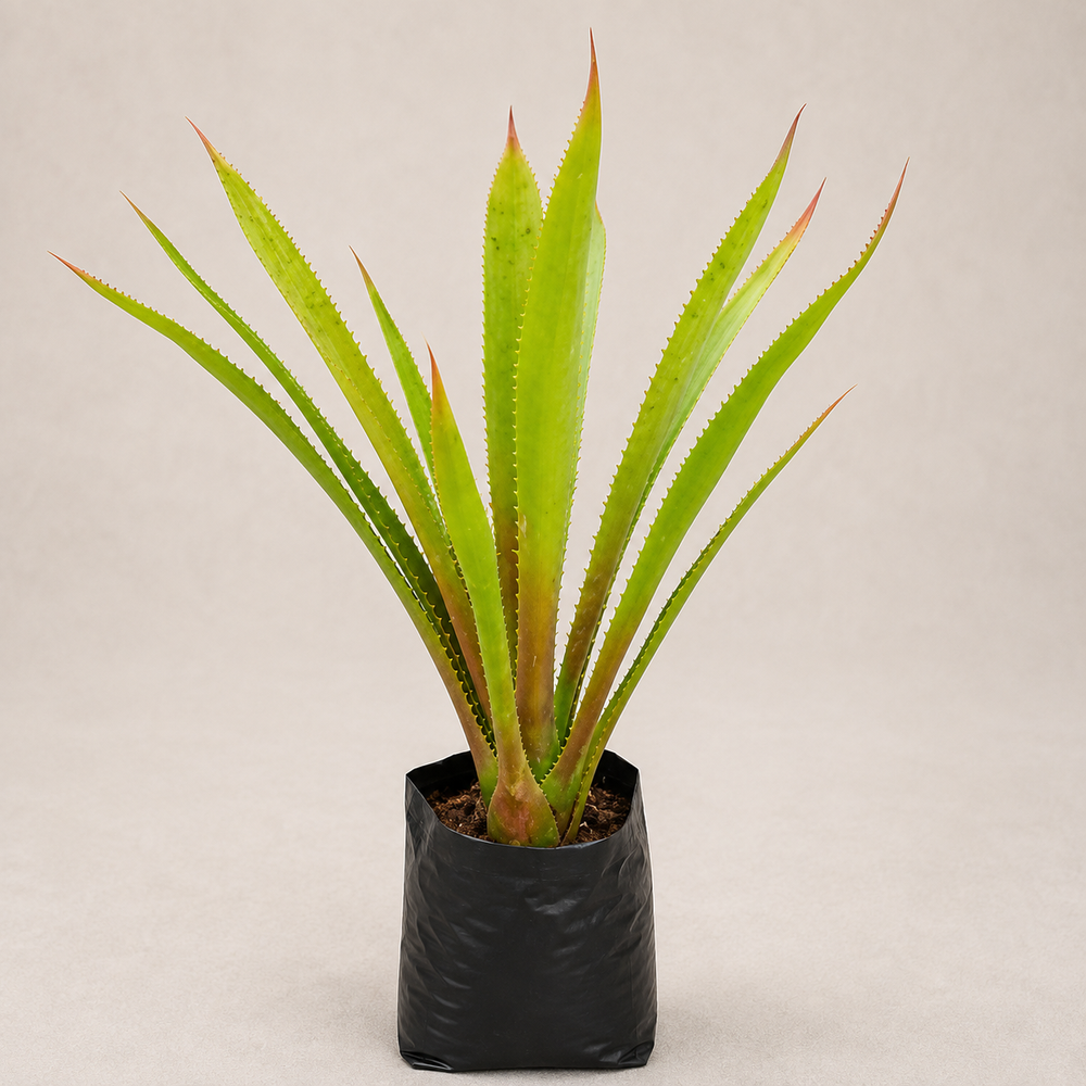 Bromeliad