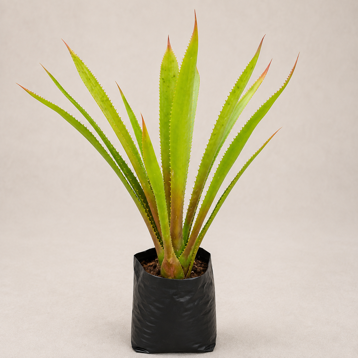 Bromeliad