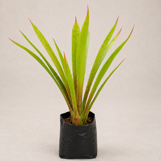 Bromeliad