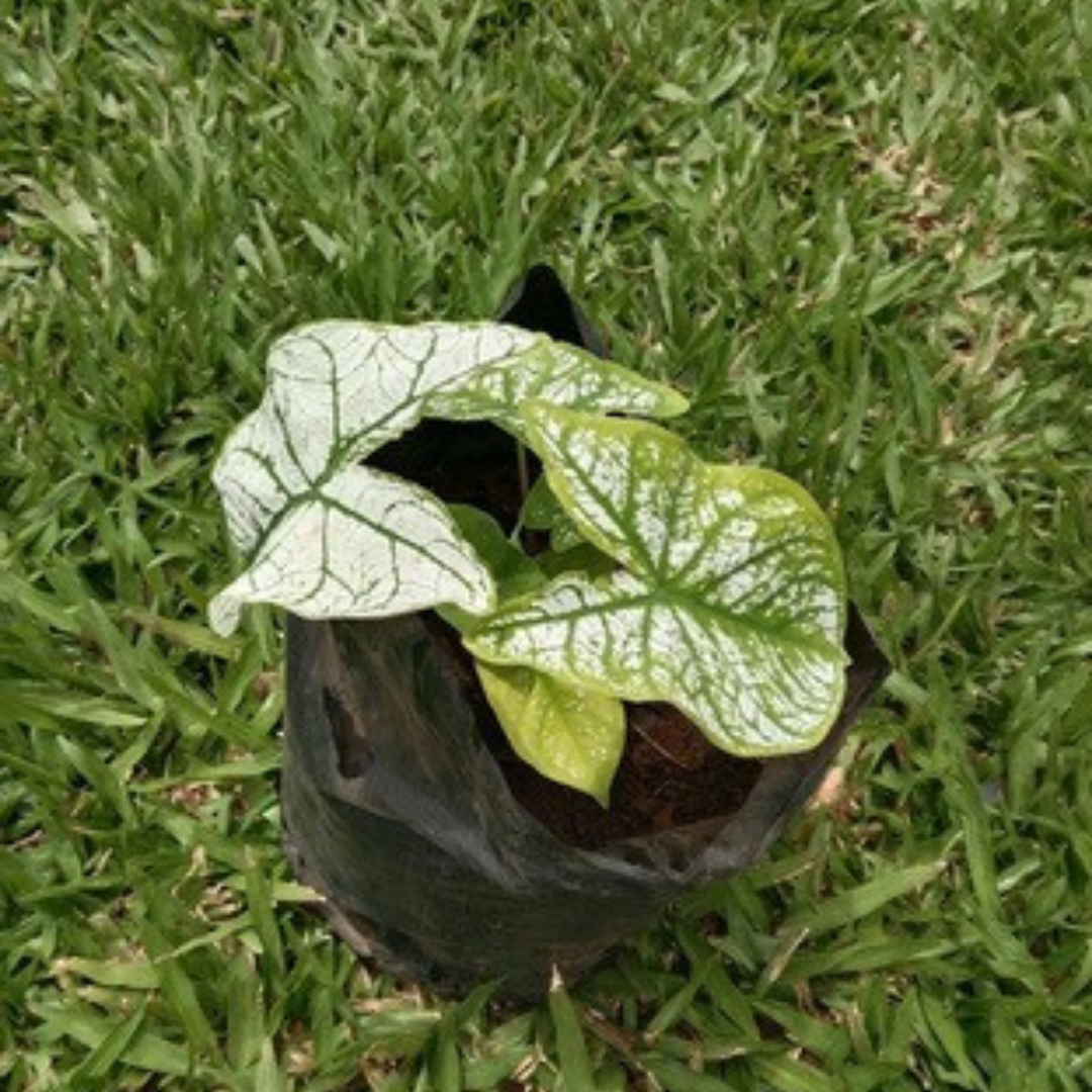 Caladium