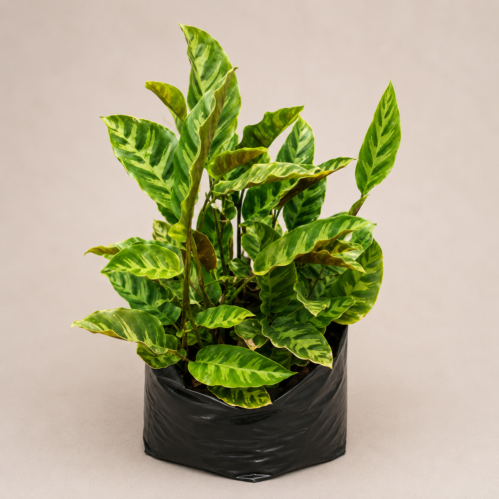 Calathea