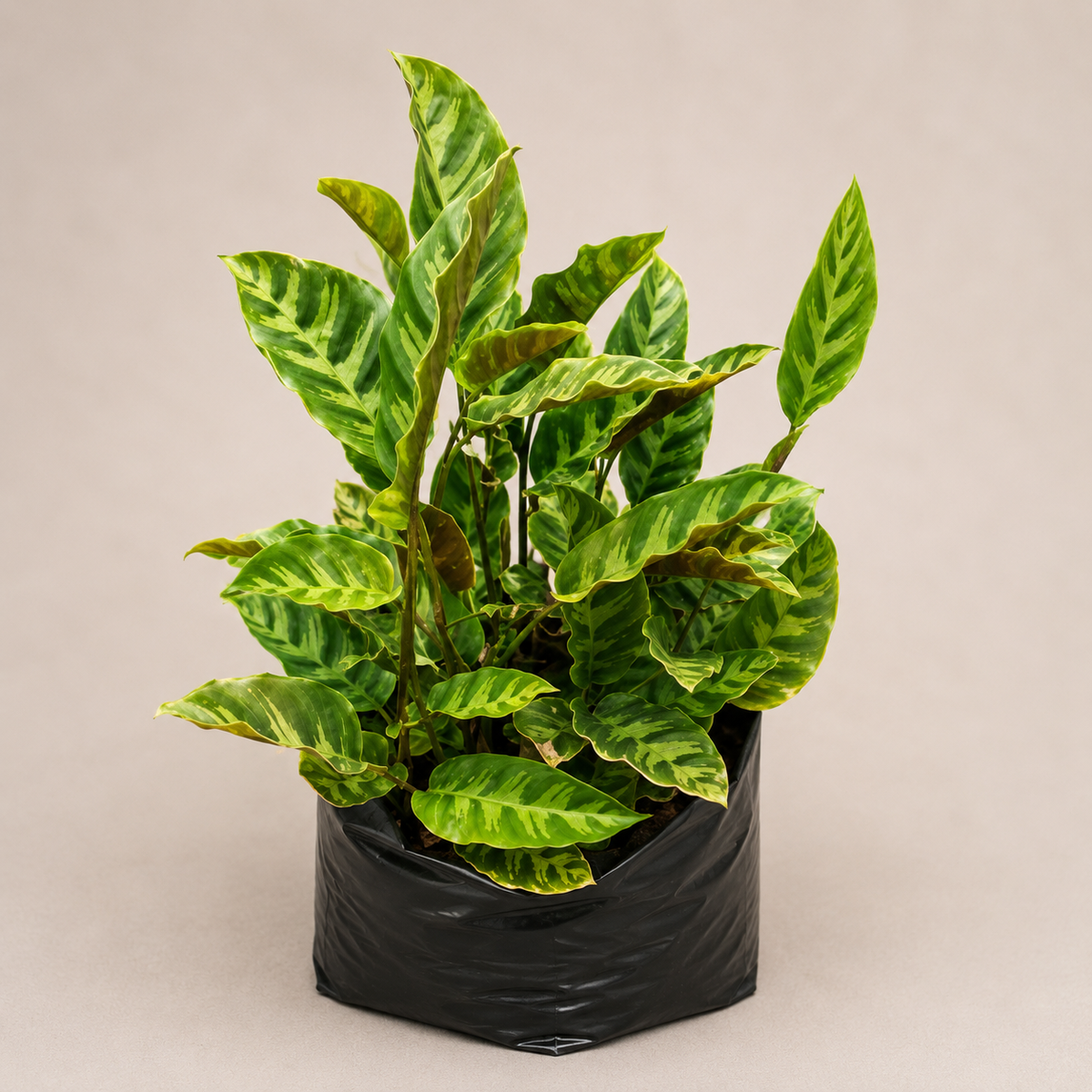 Calathea