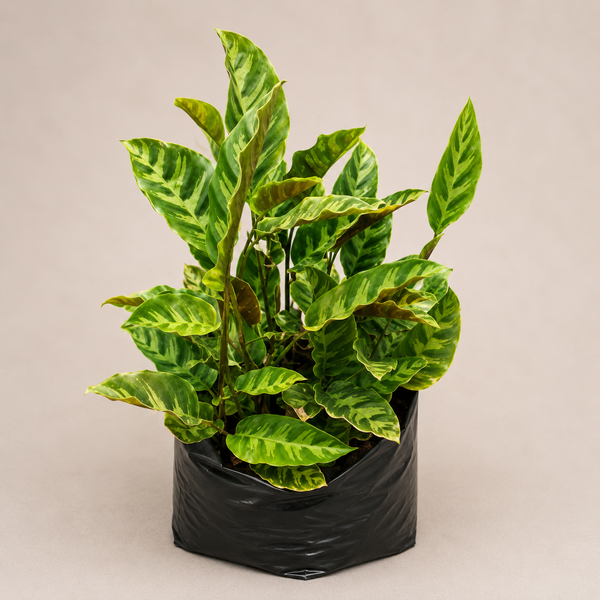 Calathea