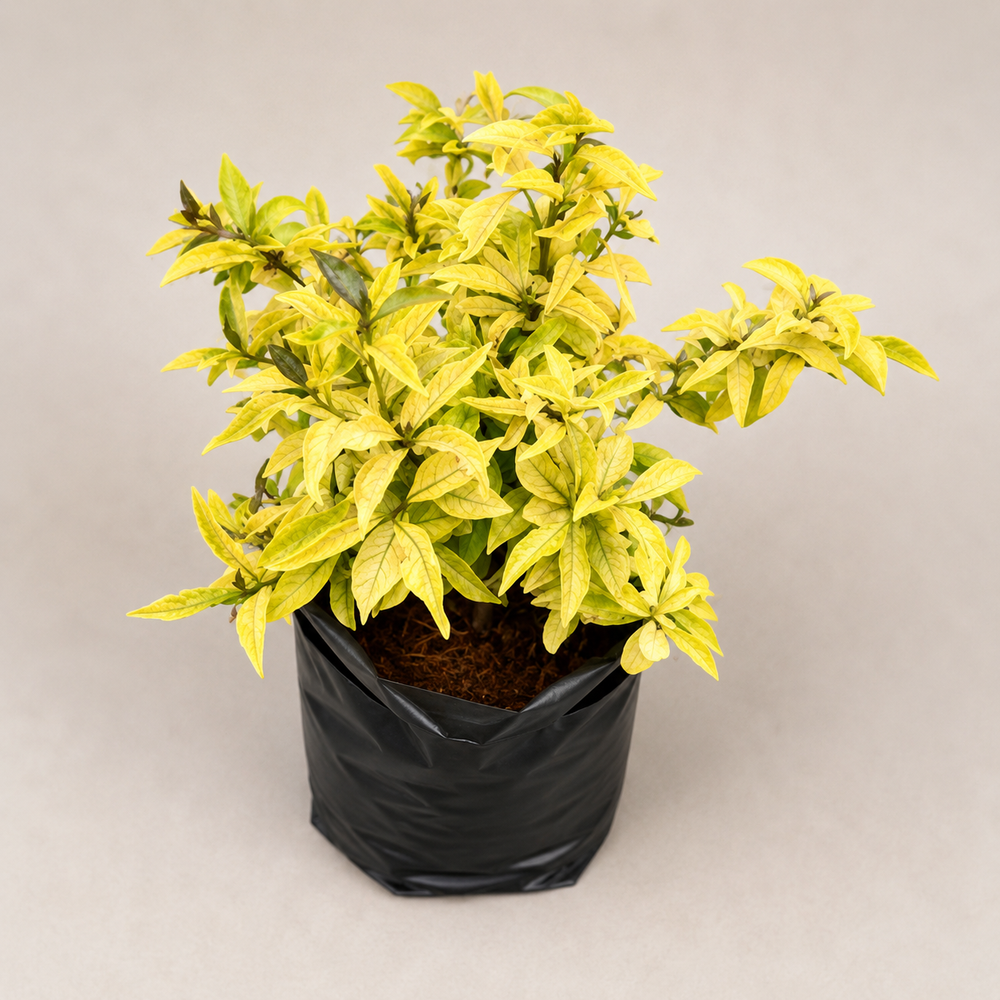 Caricature Plant