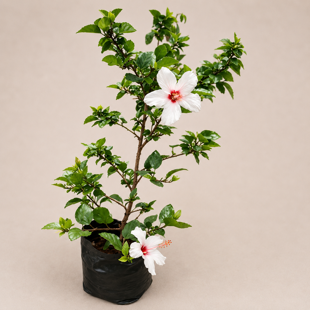 Chinese Hibiscus