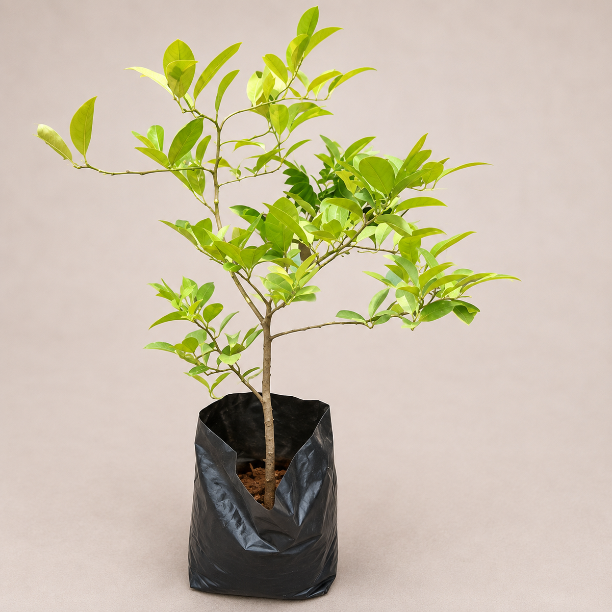 Citrus Tree