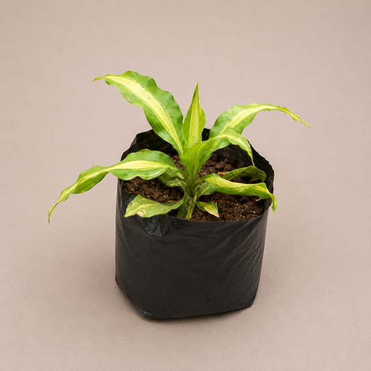 Corn Plant