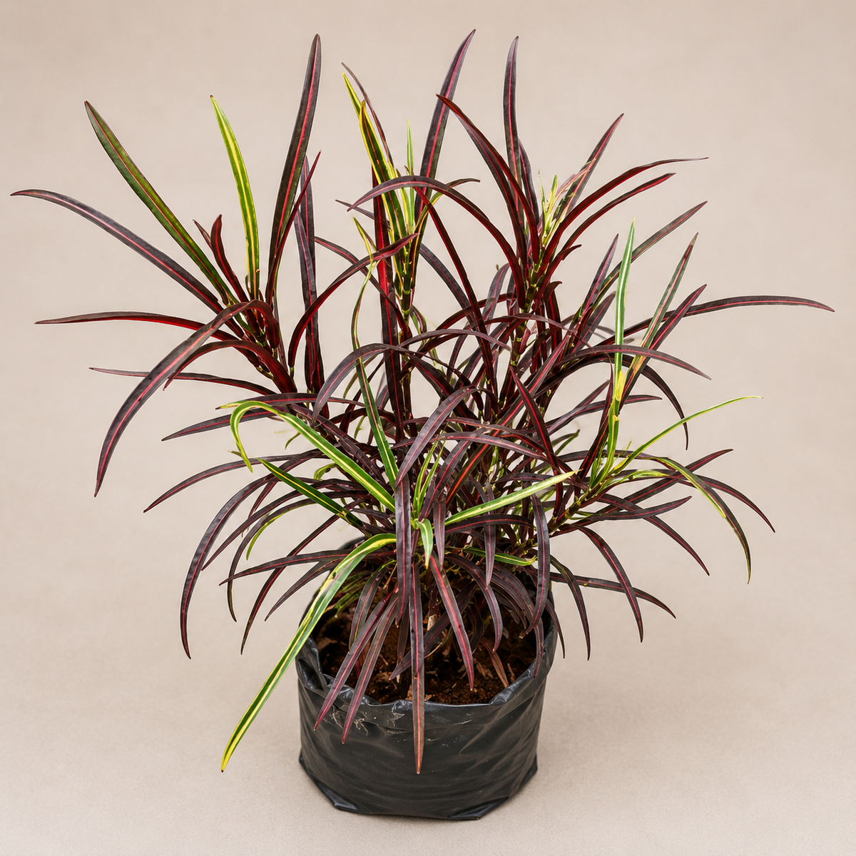Croton ‘Zanzibar’