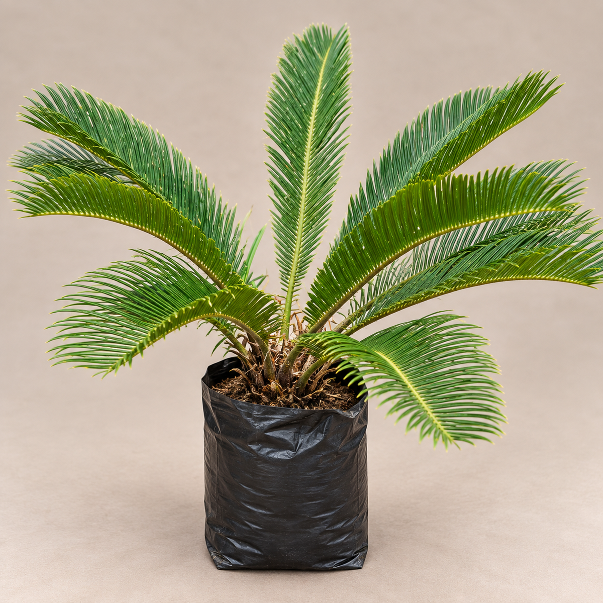 Cycad Palm