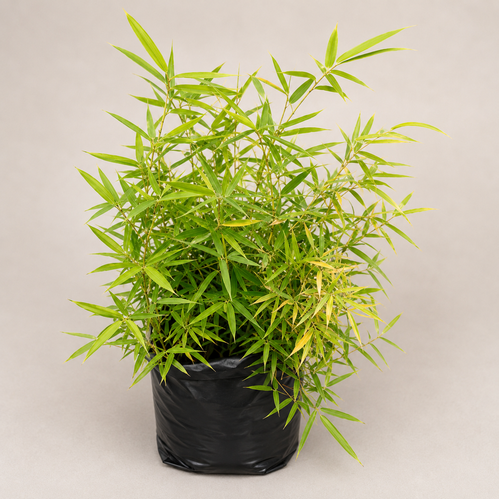 Dwarf Bamboo
