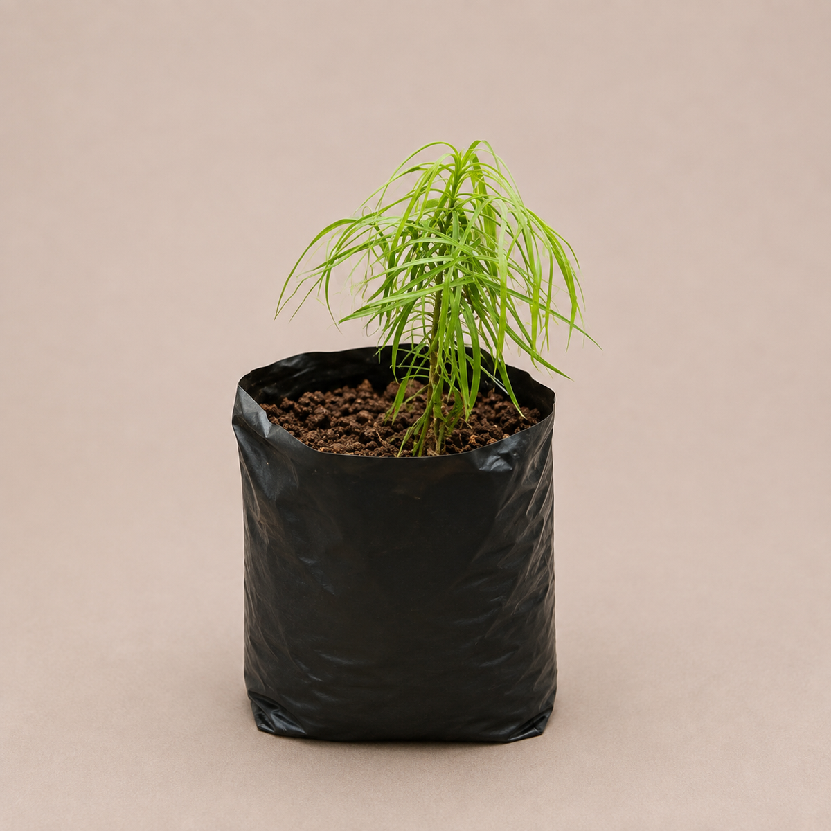 Fern Pine