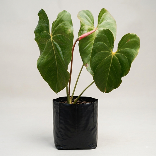 A live potted Anthurium plant with large green heart-shaped leaves and a pinkish-red spatula, growing in a black fabric pot against a neutral light gray background.