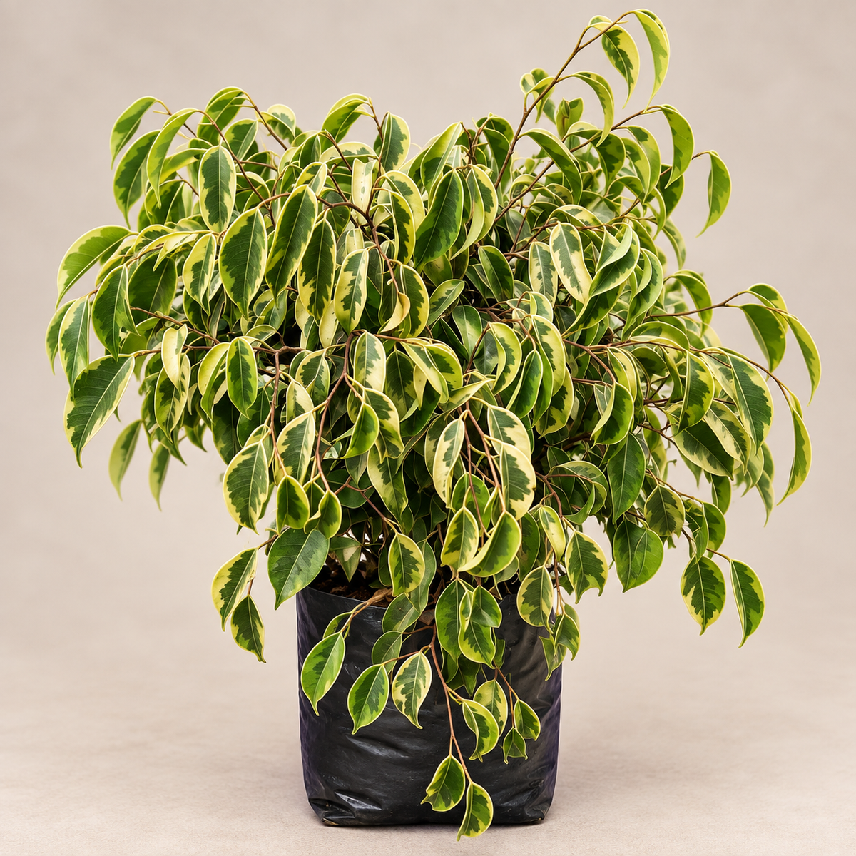 Ficus