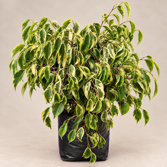 Ficus