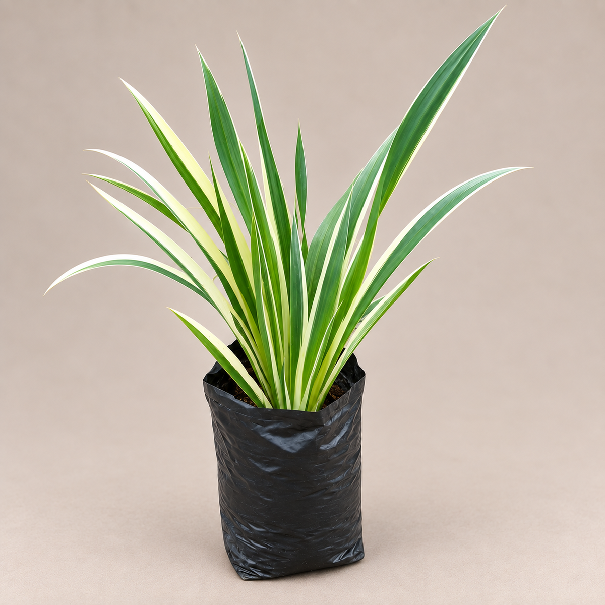 Variegated Flux Lily