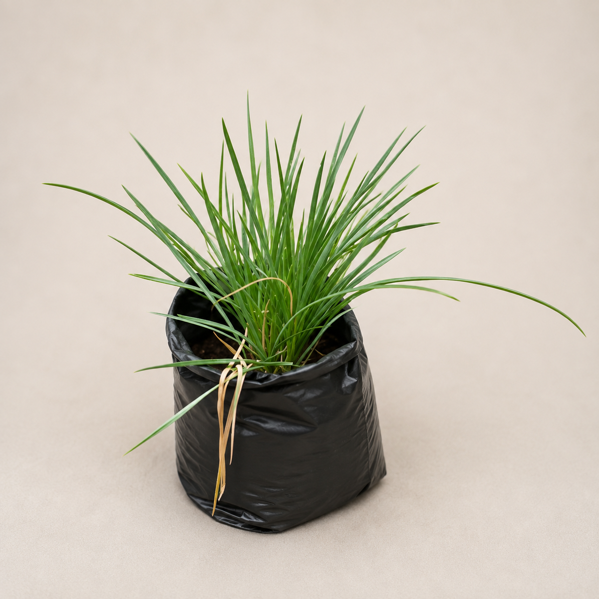 Garlic Chives