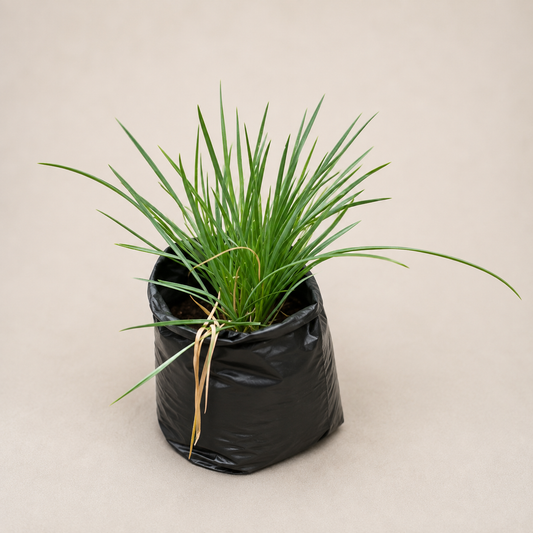 Garlic Chives