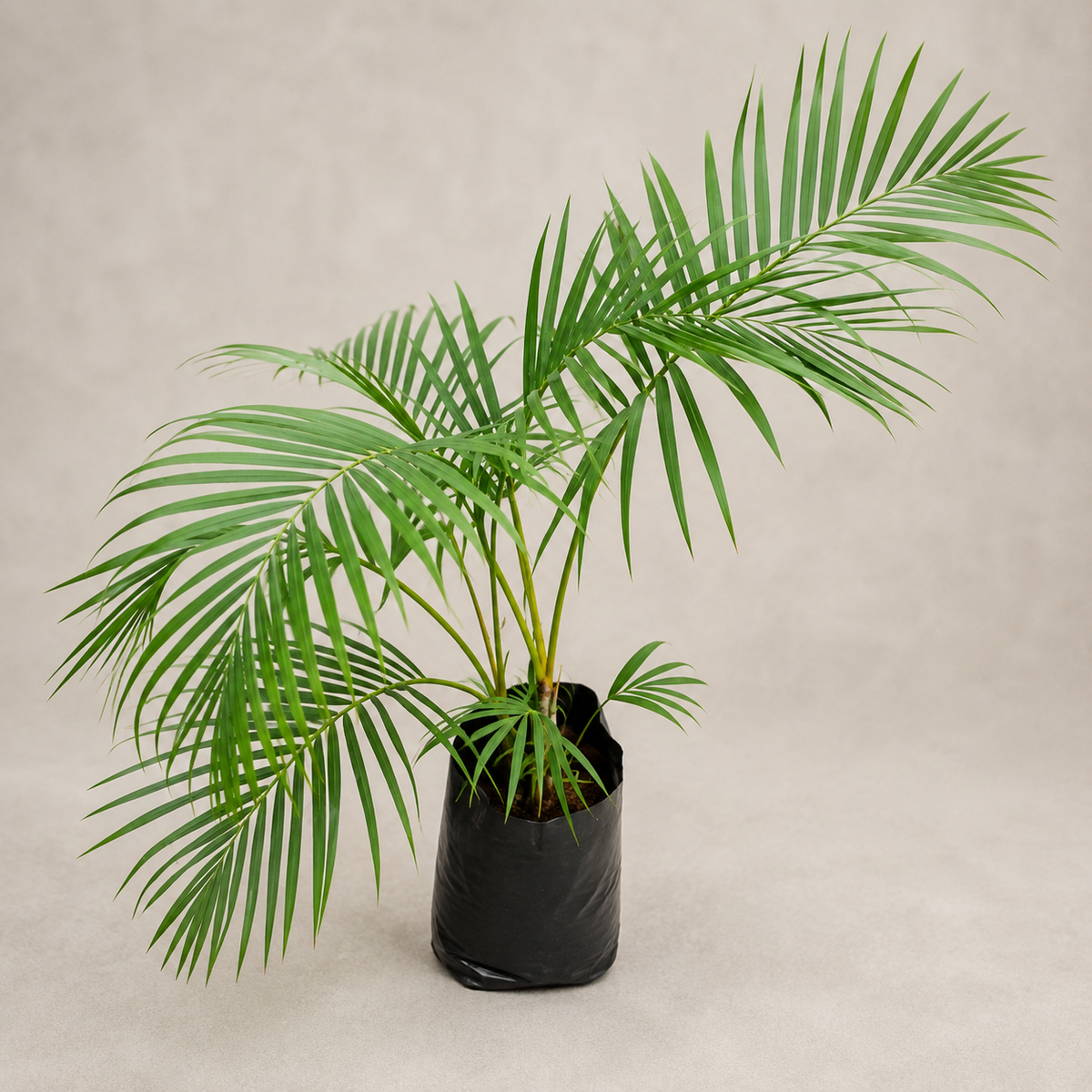 Golden Palm / Areca Palm