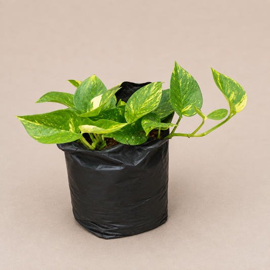 Golden Pothos