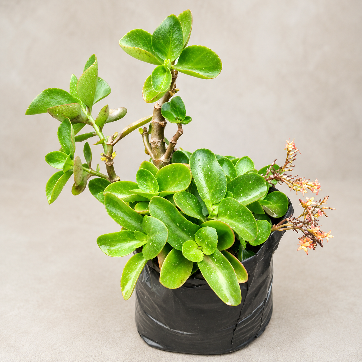 Jade Plant
