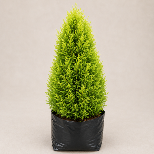 Lemon Cypress