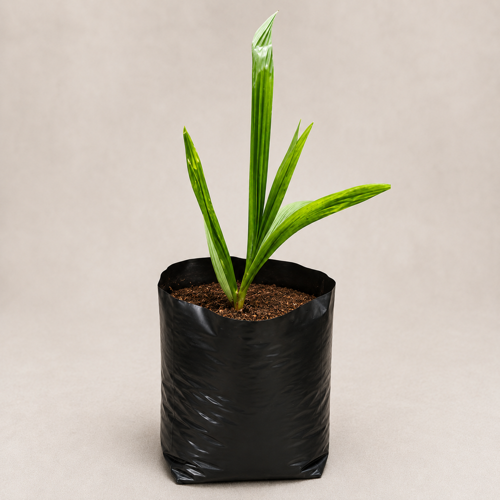 Licuala Palm