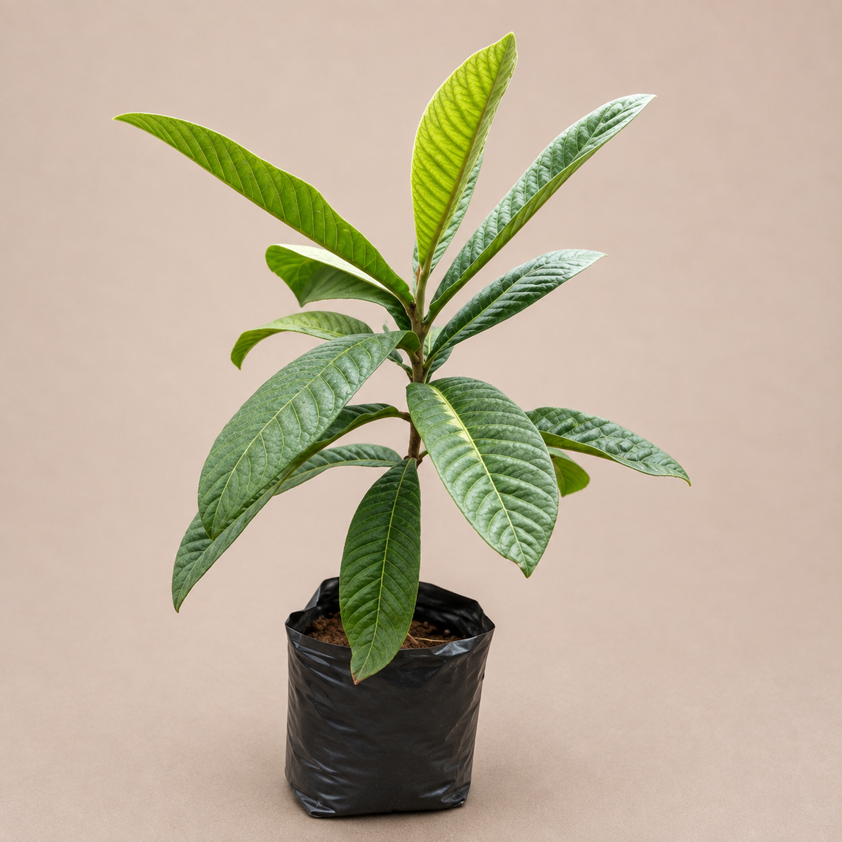 Loquat