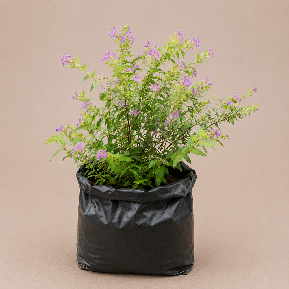 Mexican Heather