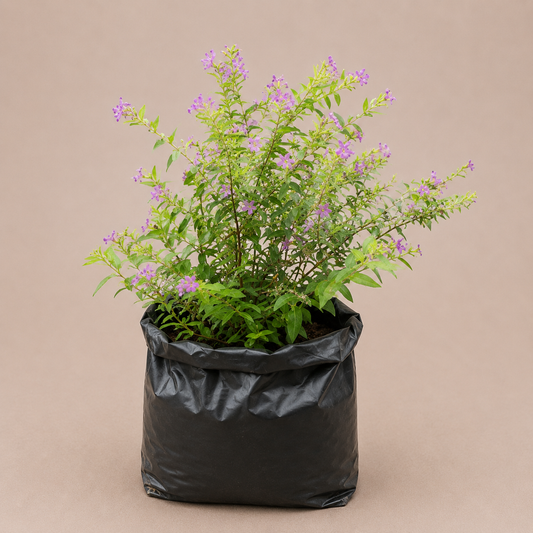 Mexican Heather