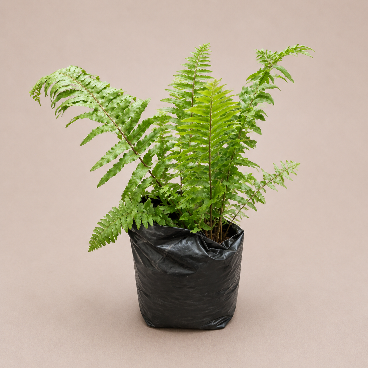 Macho Fern