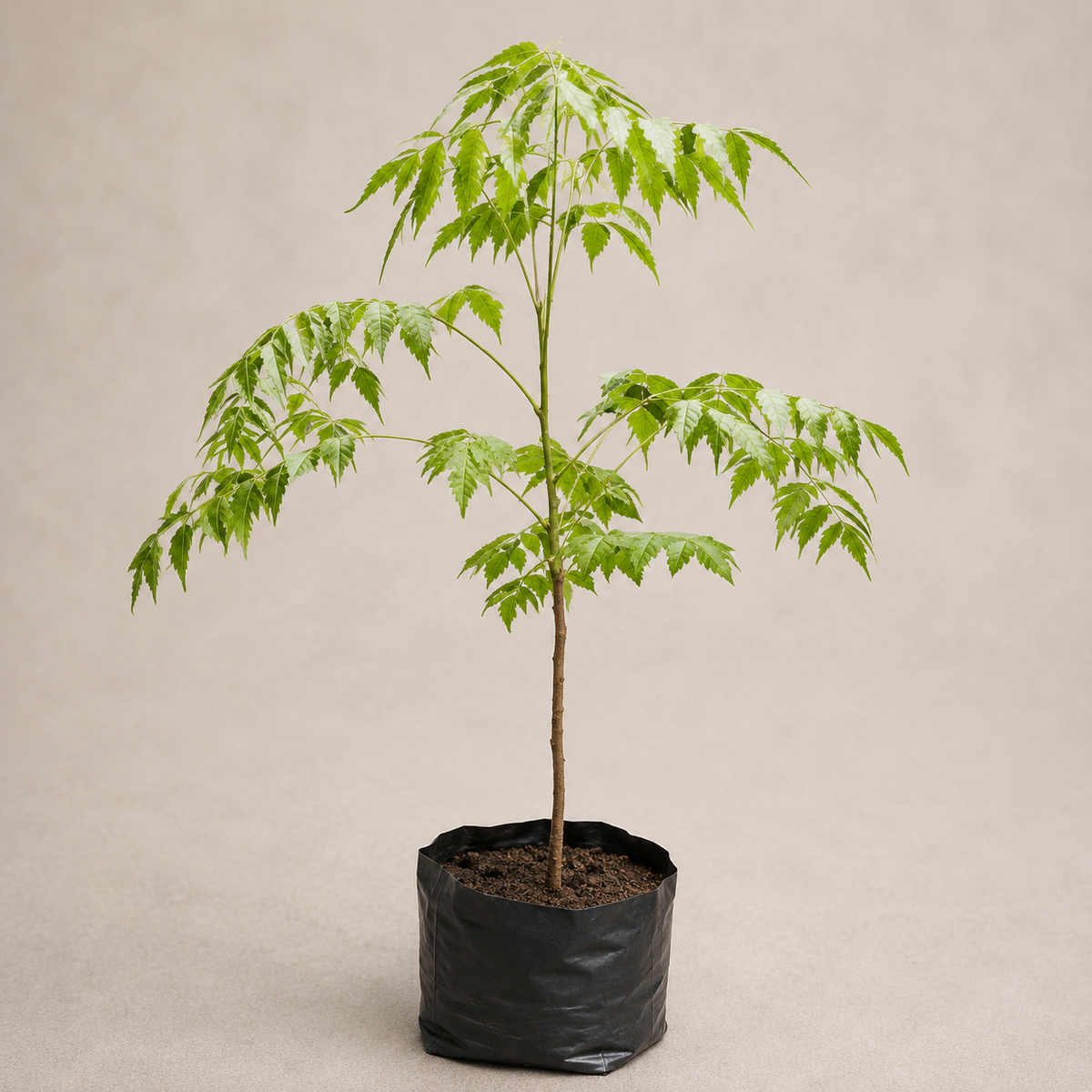 Neem Tree