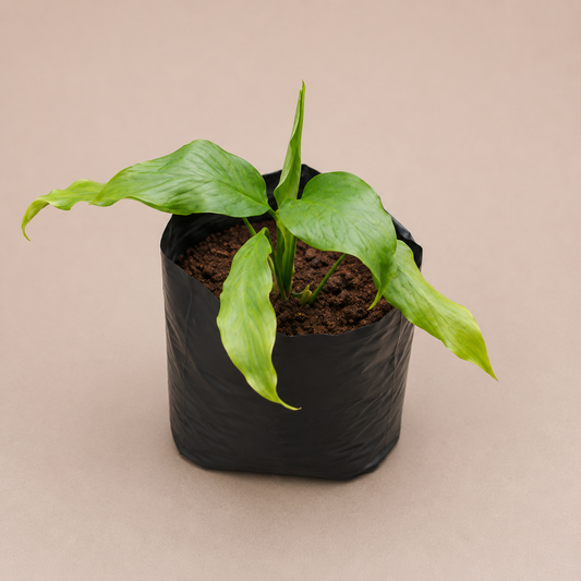 Peace Lily