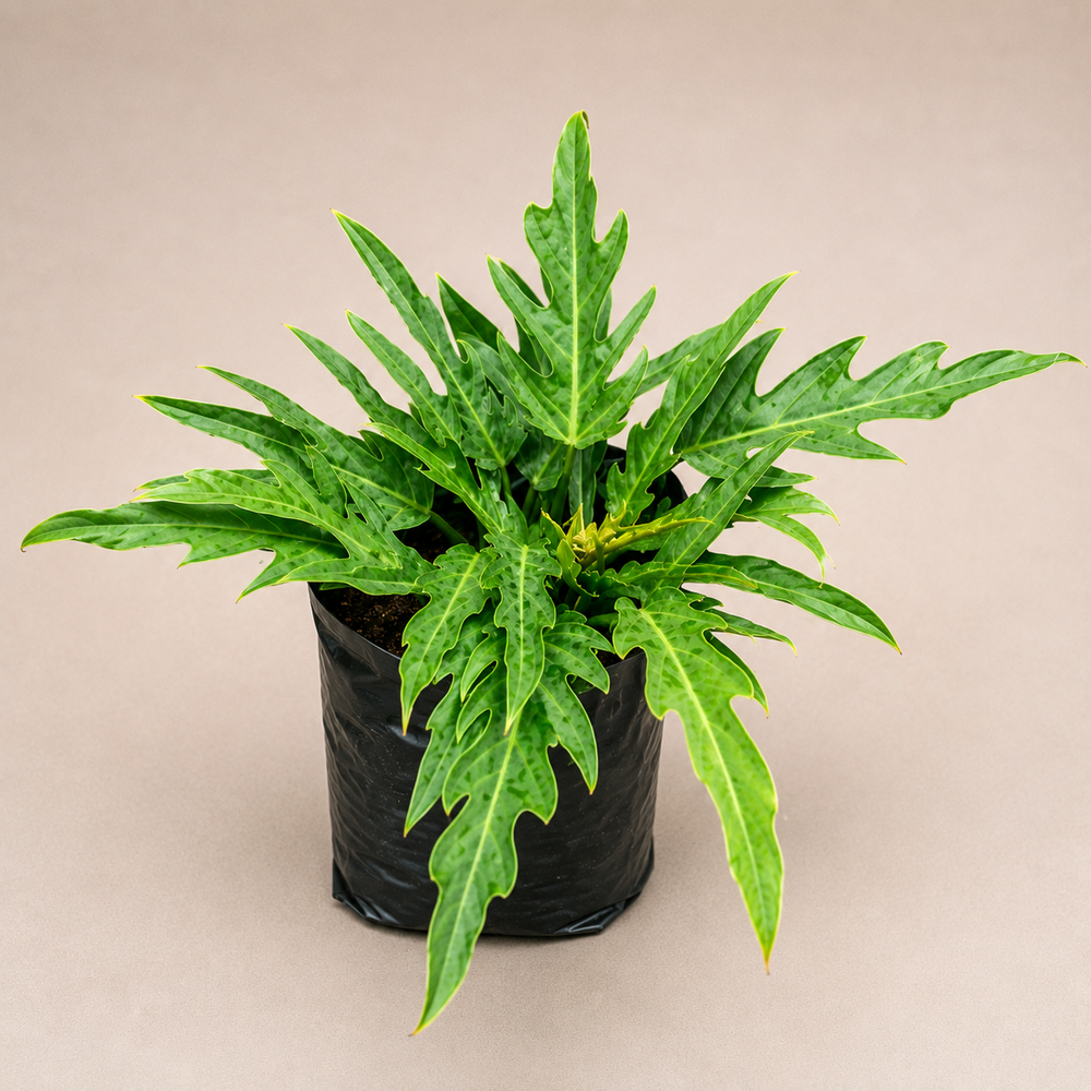 Philodendron Xanadu