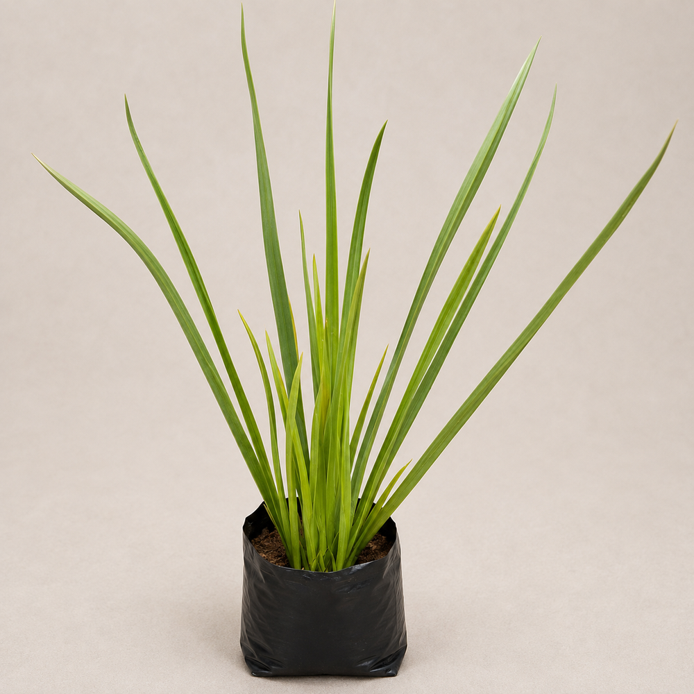 Phormium