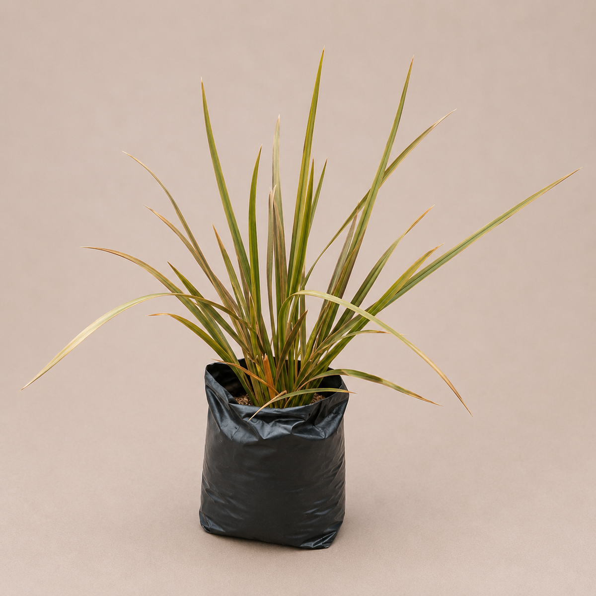 A potted ornamental grass plant with long, narrow green and yellow variegated leaves, wrapped in a black plastic bag at the base, set against a solid beige background.