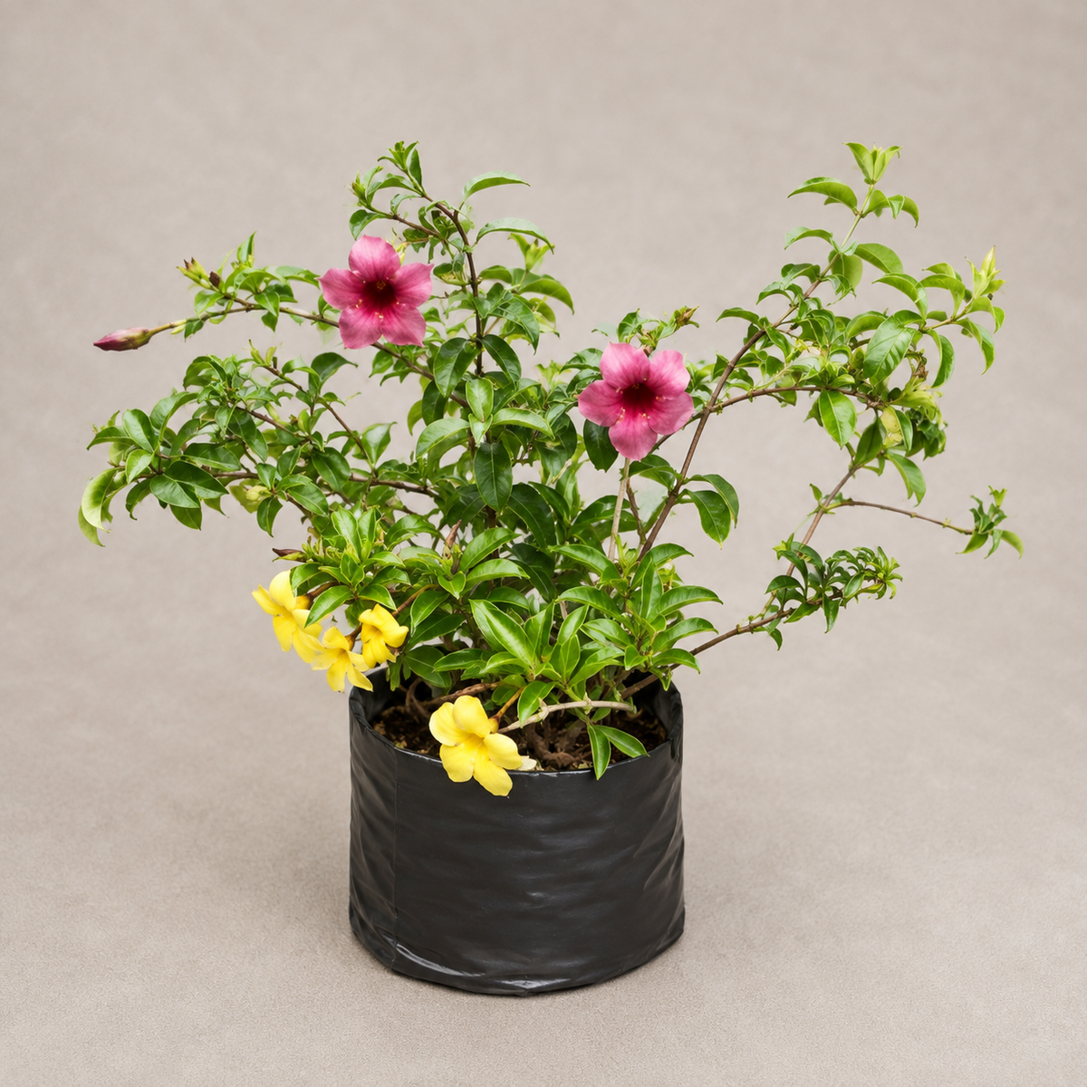 Purple Allamanda