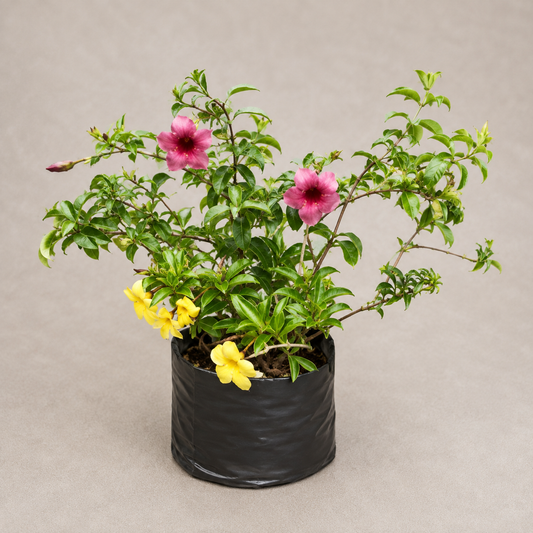 Purple Allamanda