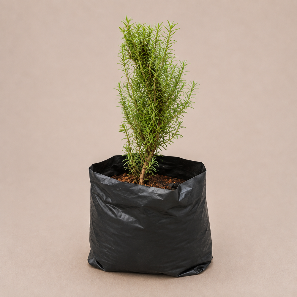 Rosemary