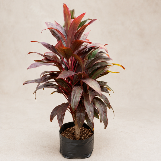 Ti Plant / Red Cordyline