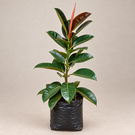 Rubber Plant