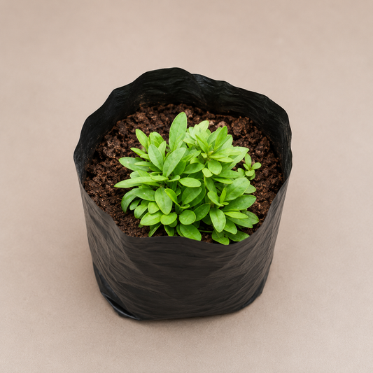 Shepherd’s Purse