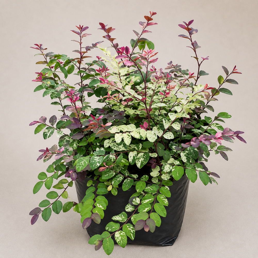 Snow Bush