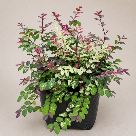 Snow Bush