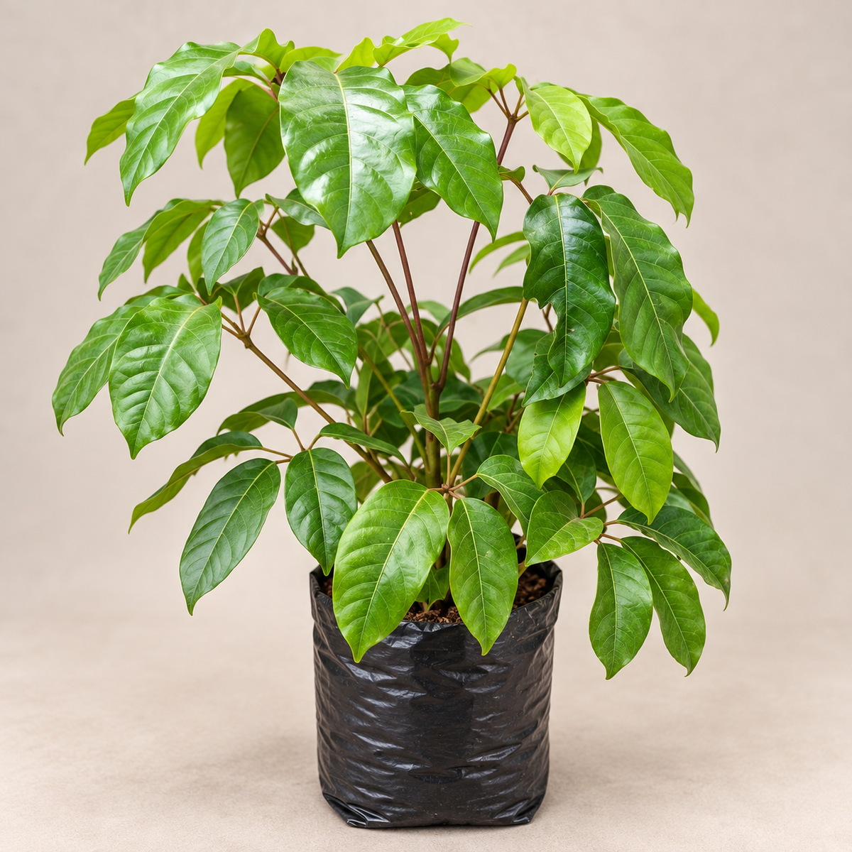 Schefflera