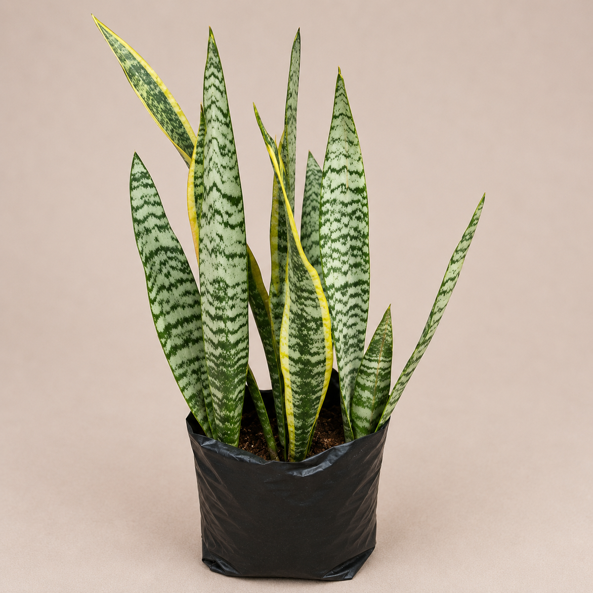 Snake Plant