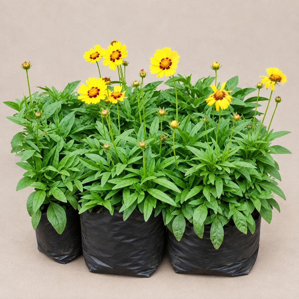 Tickseed