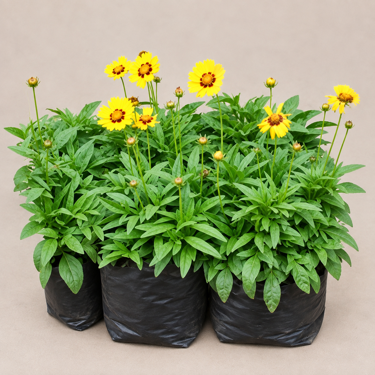 Tickseed